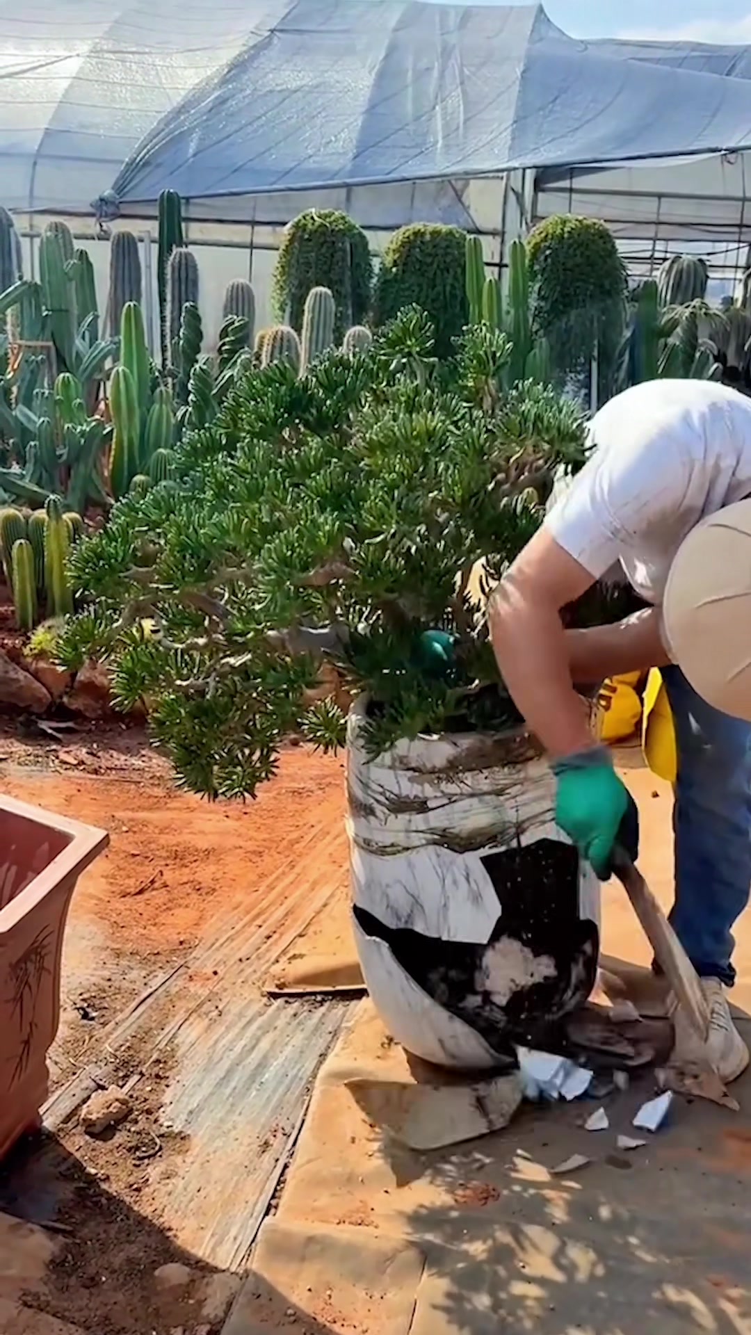 @Succulent Garden