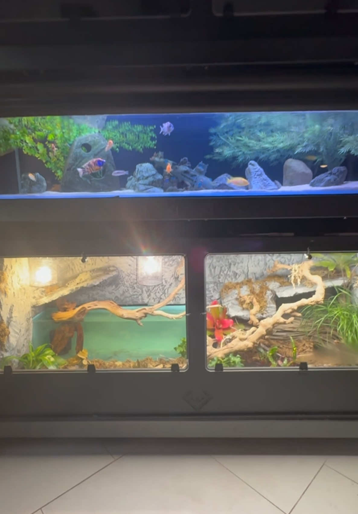 @Tommys_reptiles