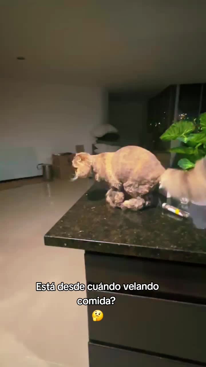 @Luna