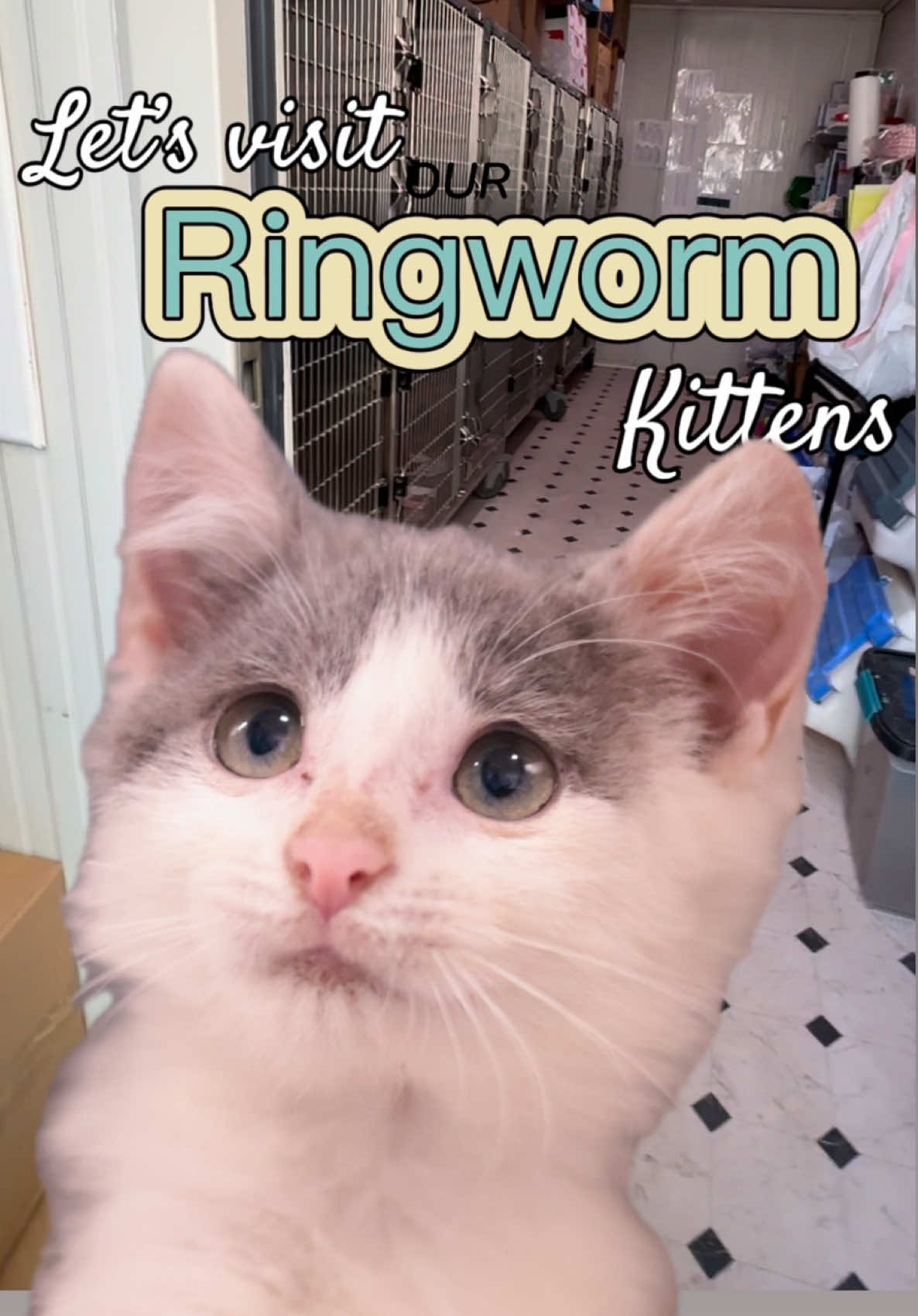 @PAWS