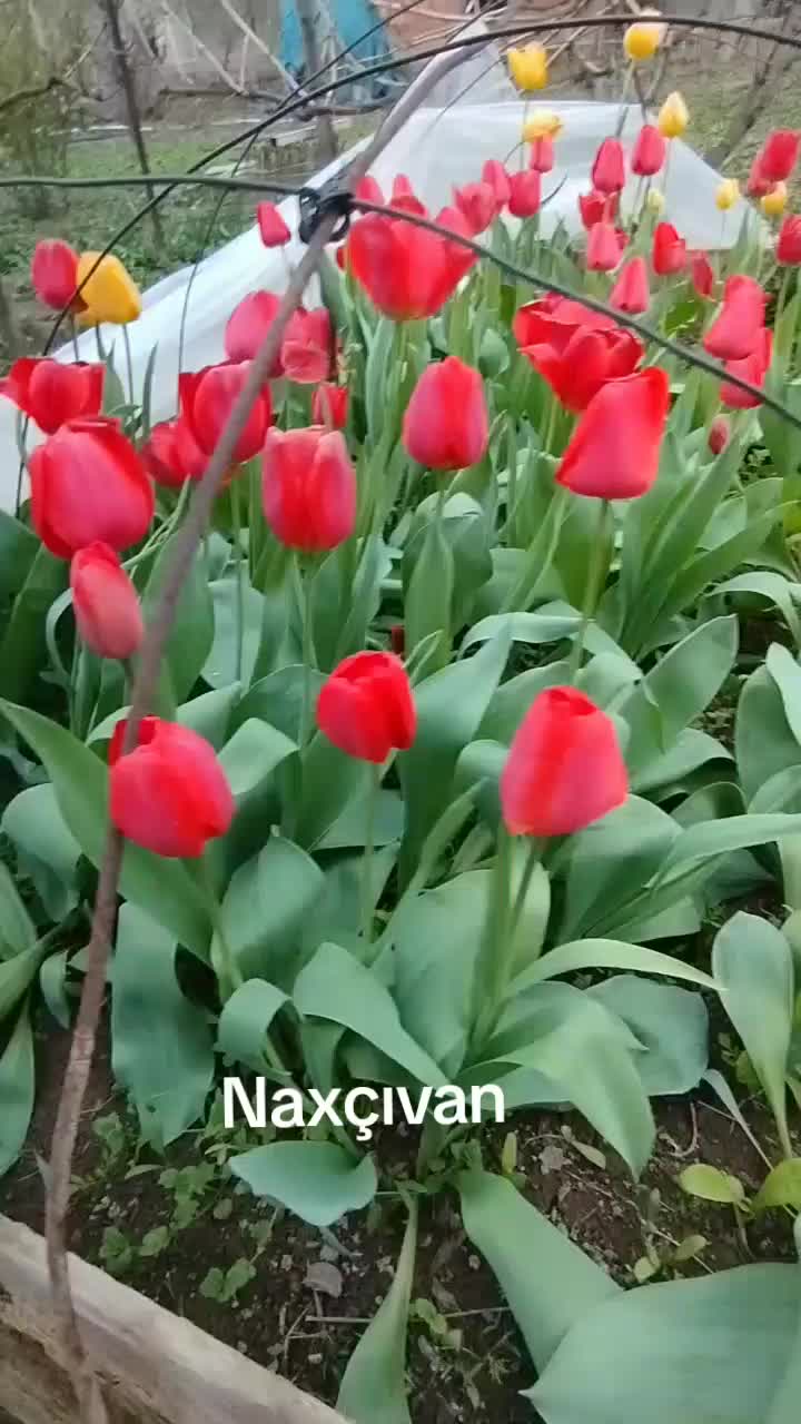 @Həsənova