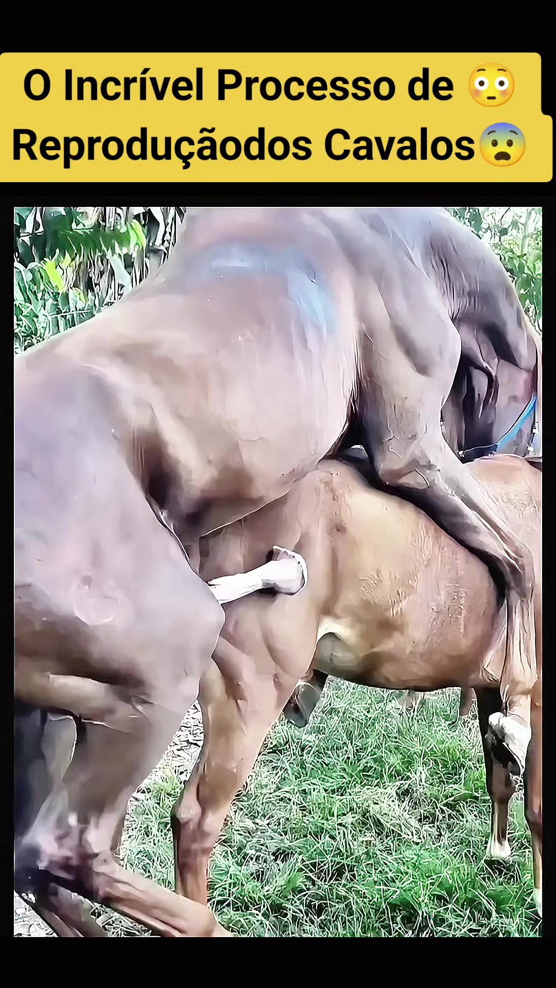 @Vida Animal Animada