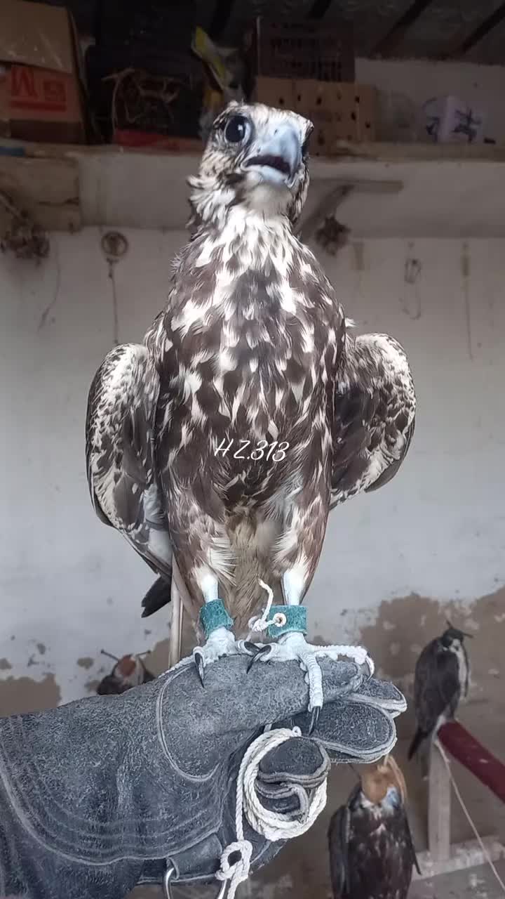 @🦅Hunter Zehri🪶