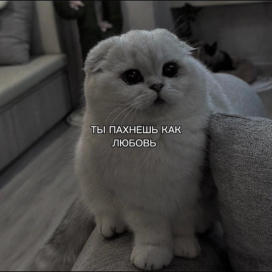 @ХХИКА
