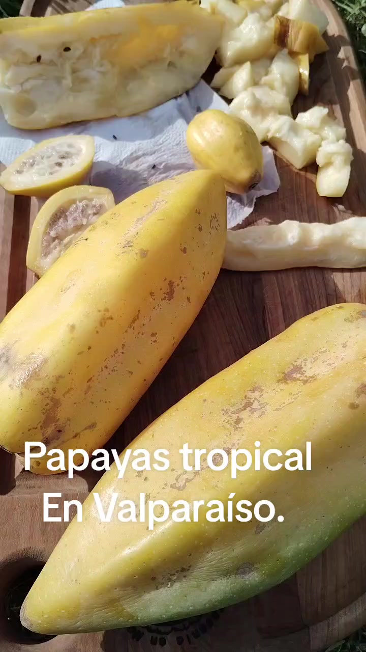 @patriciareyes2741