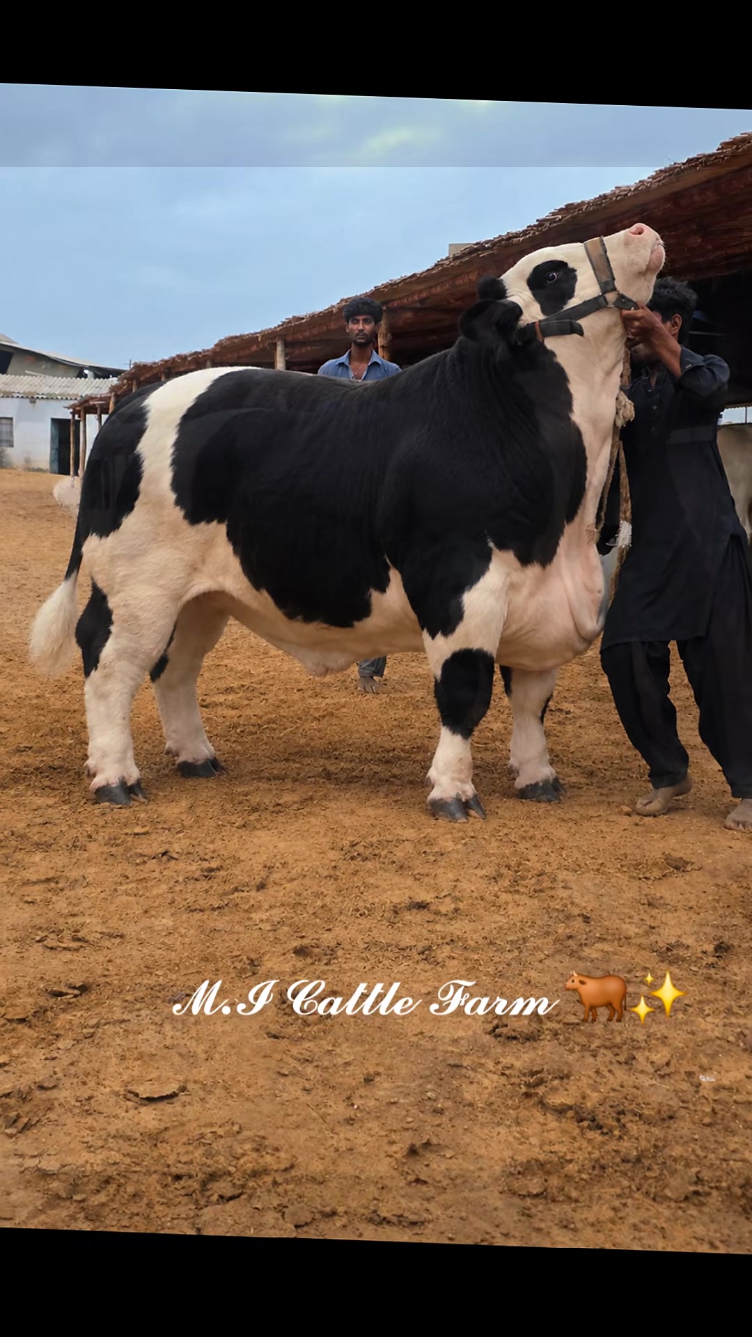 @MI Cattle Farm