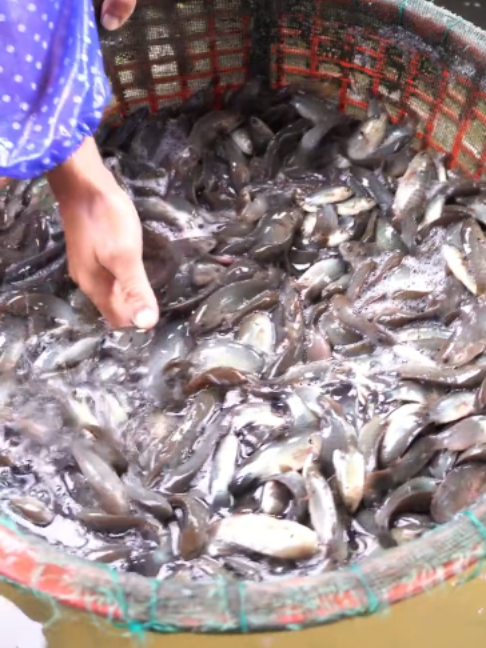 @Trại Cá Giống Quang Lâm