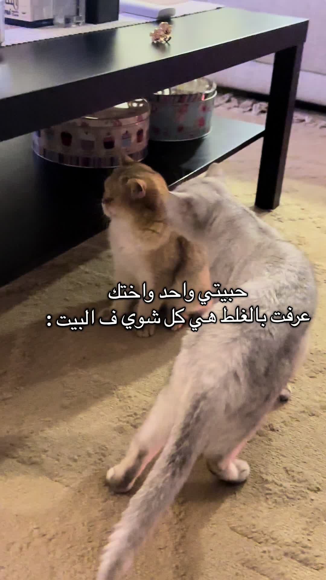 @الديموزيل ✨
