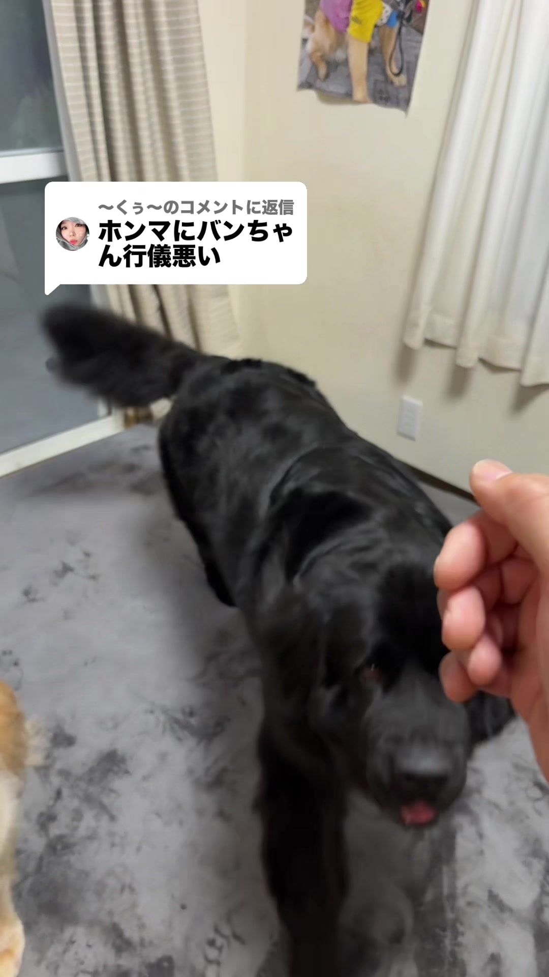 @ムックパパ🔶🐾