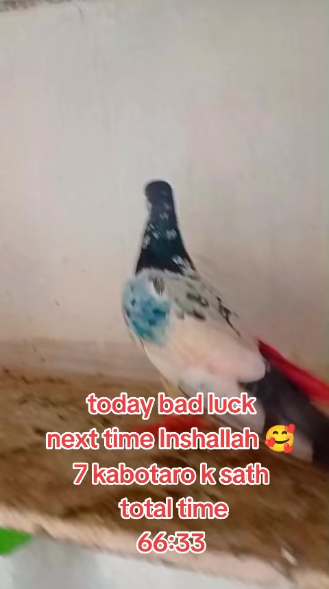 @Malik Arslan 🇵🇰🇸🇦