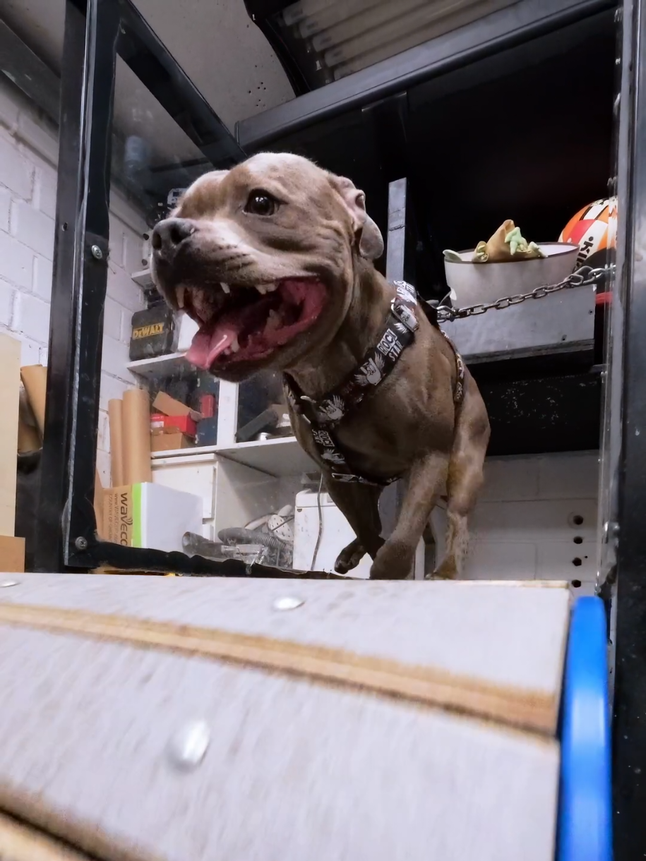 @IGP Dog Mando