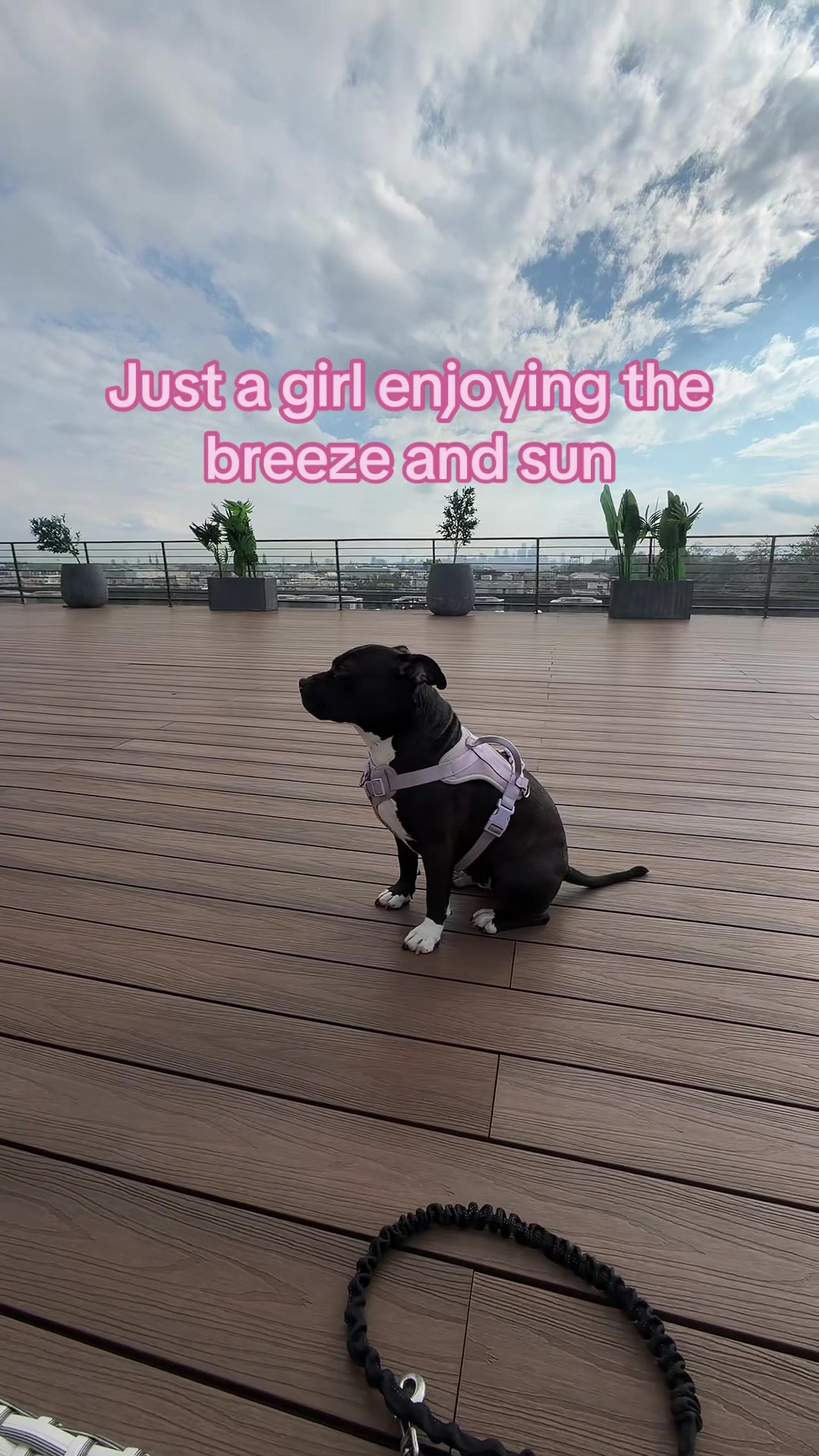 @Nyla.da.Staffy