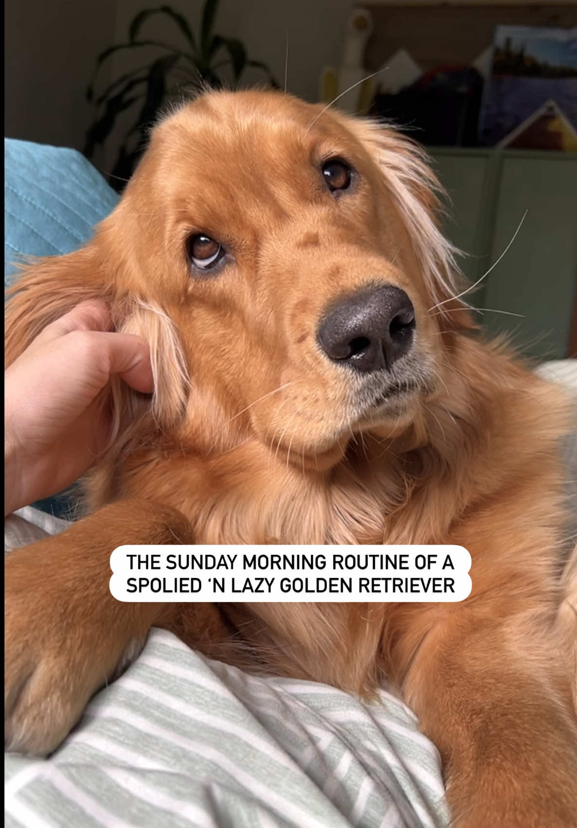 @Pacha and Bucket the Goldens