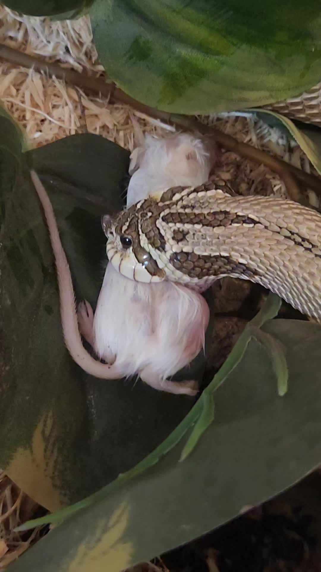 @Ballard&rsquo;s Reptiles