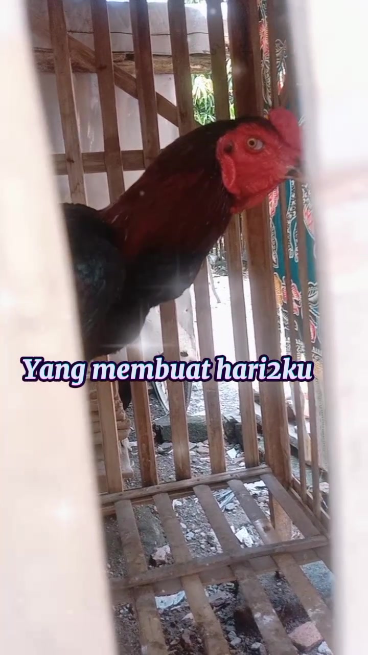 @@Caswita 024