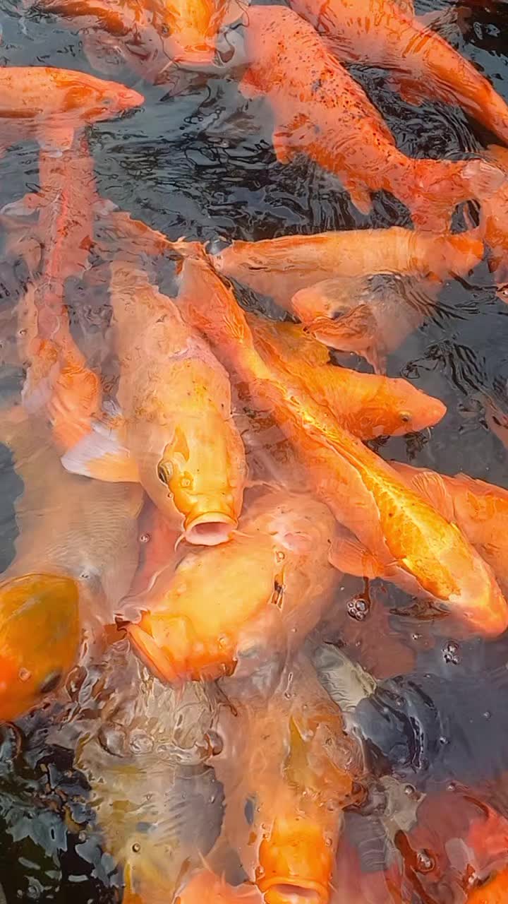 @nurcholisabdurrahman
