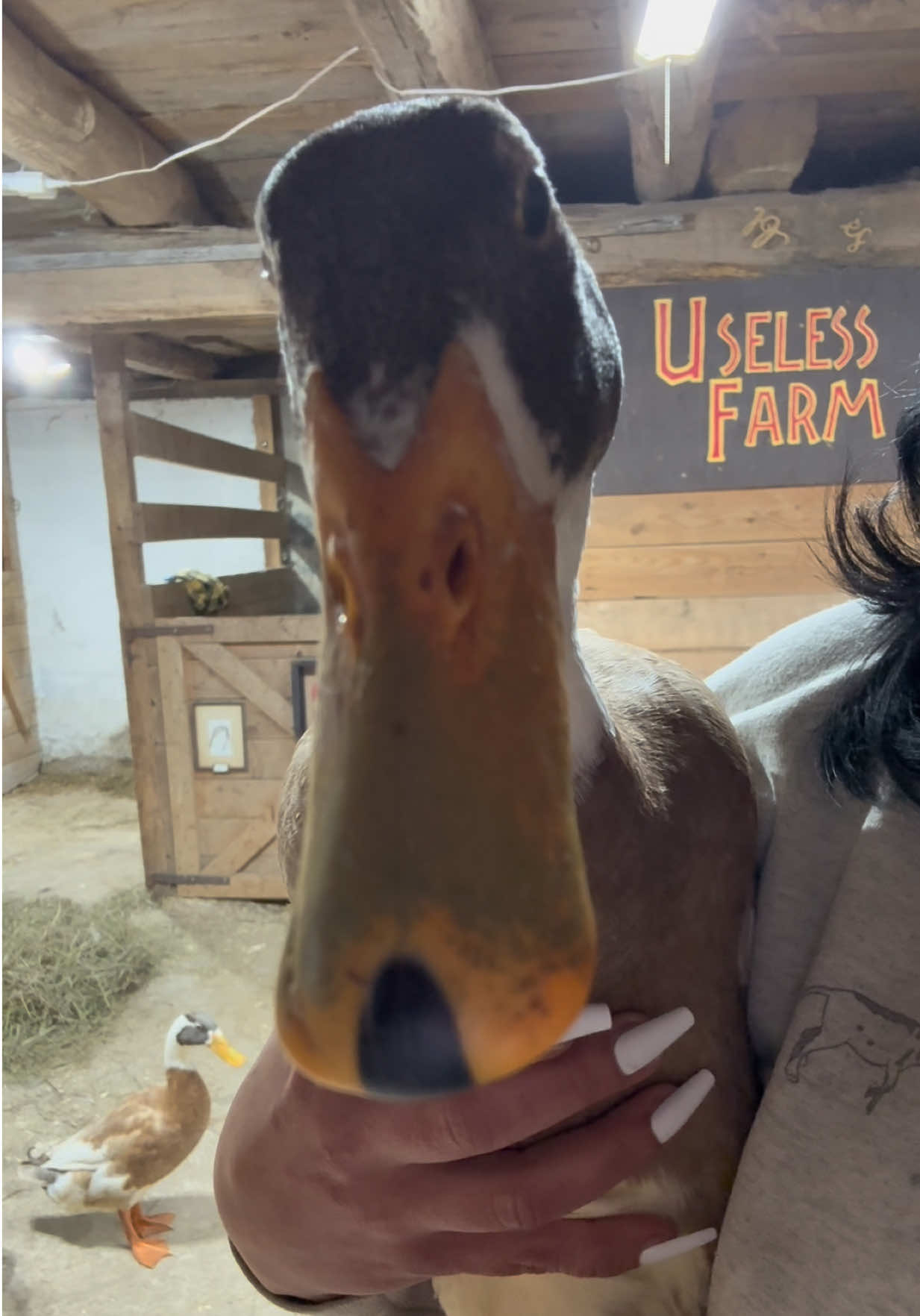 @Useless Farm