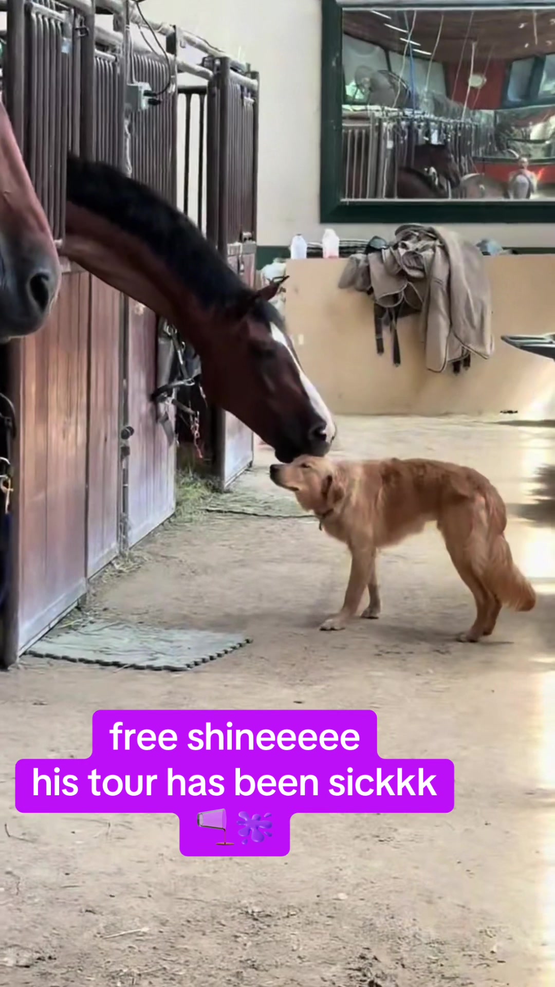 @auraful_animals