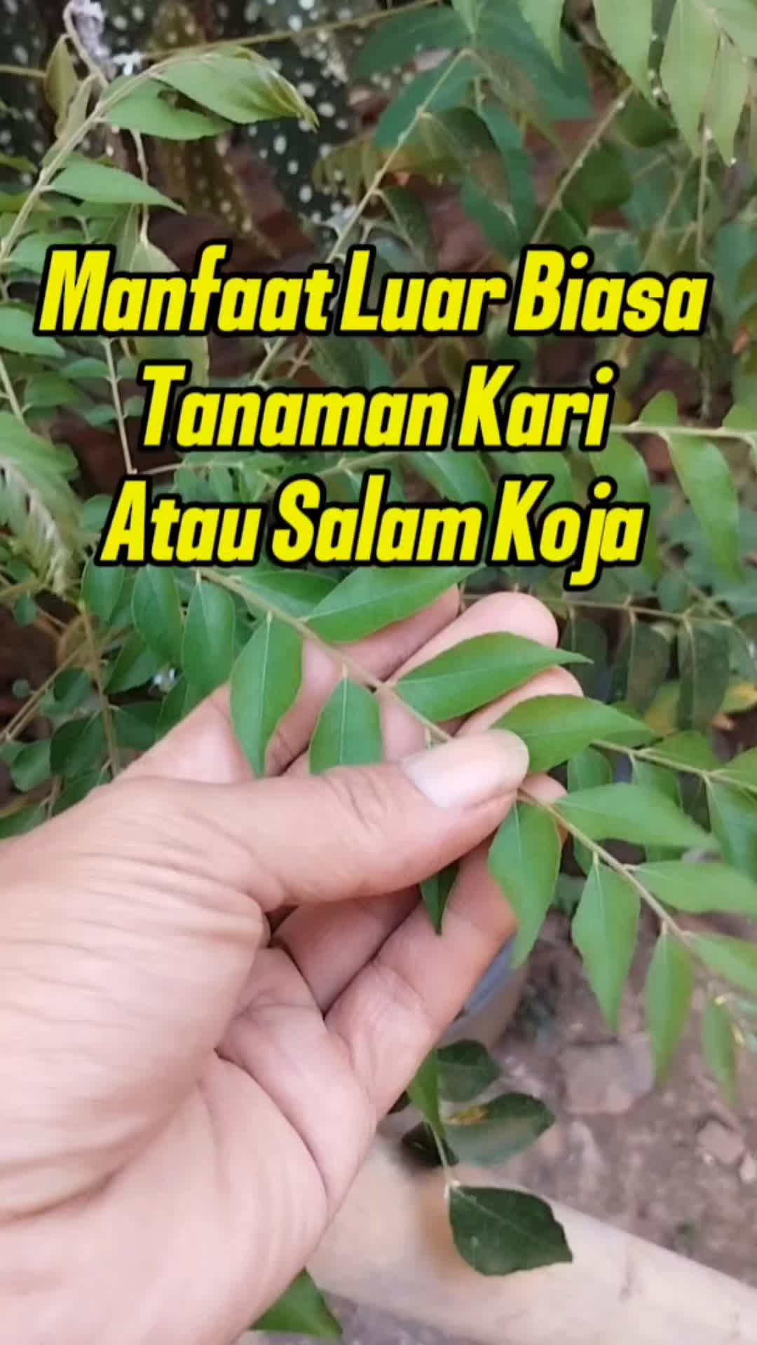 @Bukit Farming