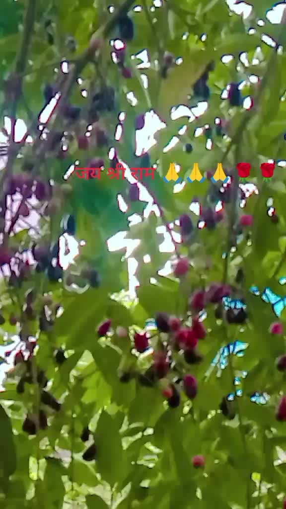 @Basanta Kafle400