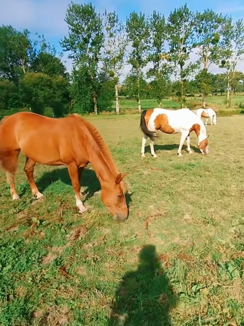 @Transcend'Horse 🐴 Luna'Cat 🐱