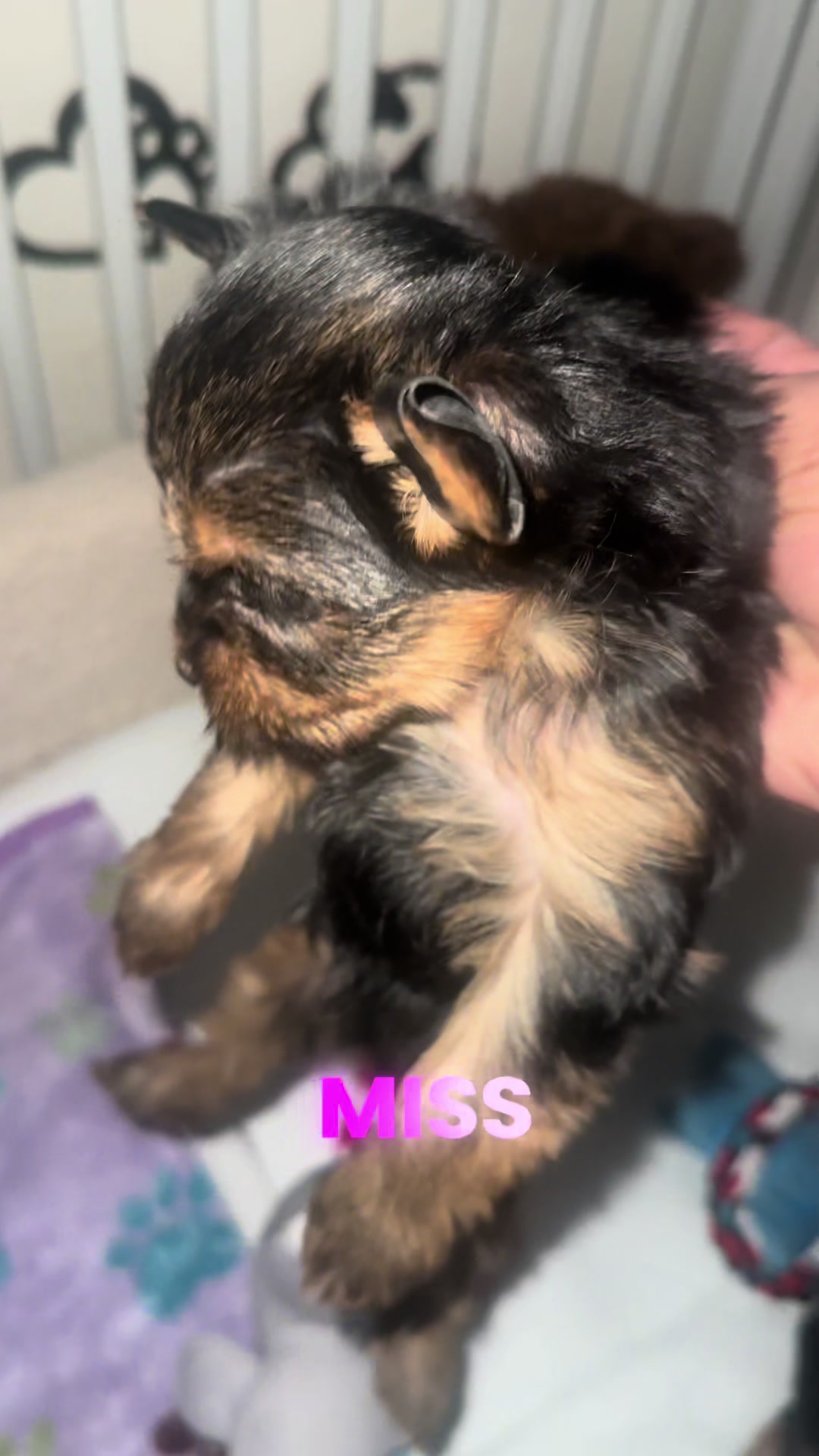 @RedBeautyYorkies🐾