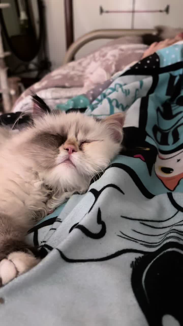 @𓃠Melissa’s10Fluffs𓃠