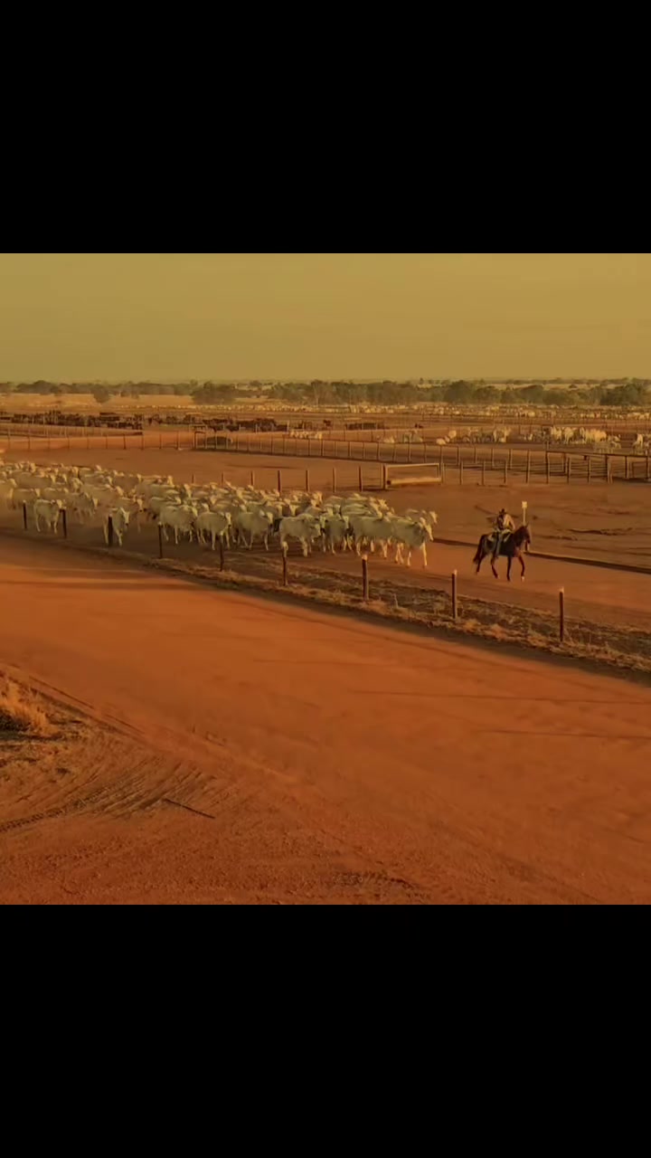 @ganadería🐮 y caballo🐴☠️