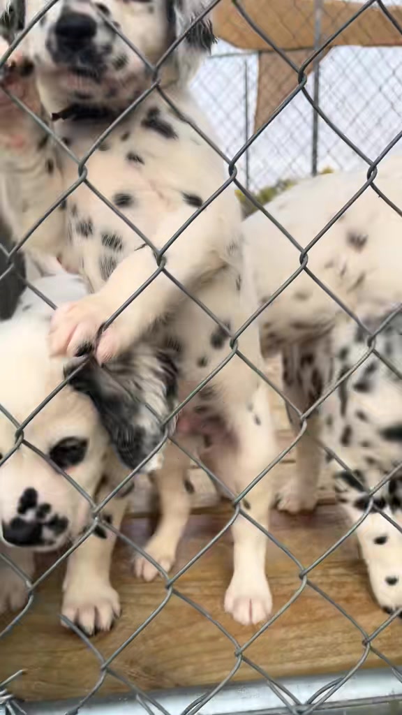 @Darling Dalmatians
