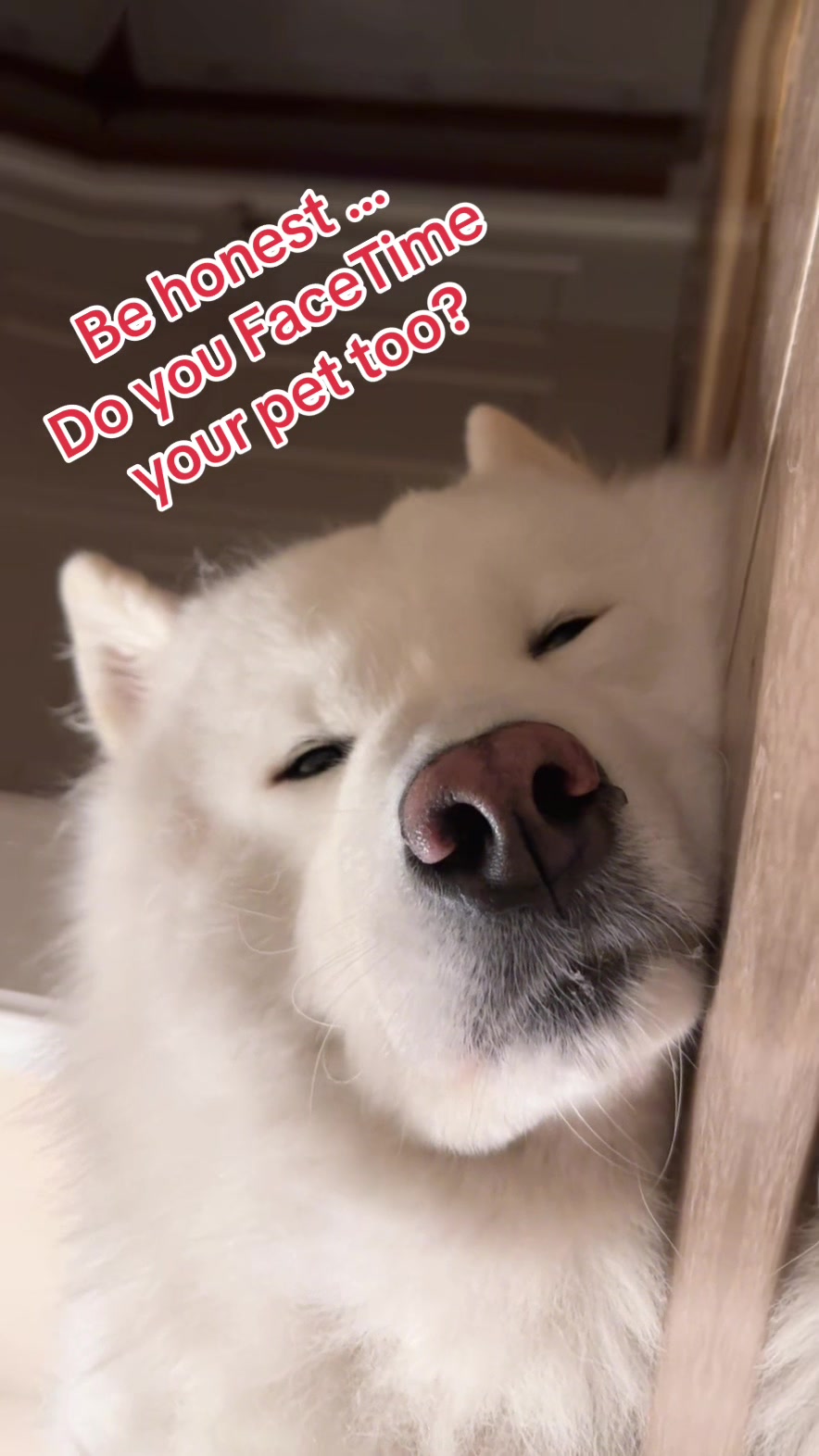 @Koda