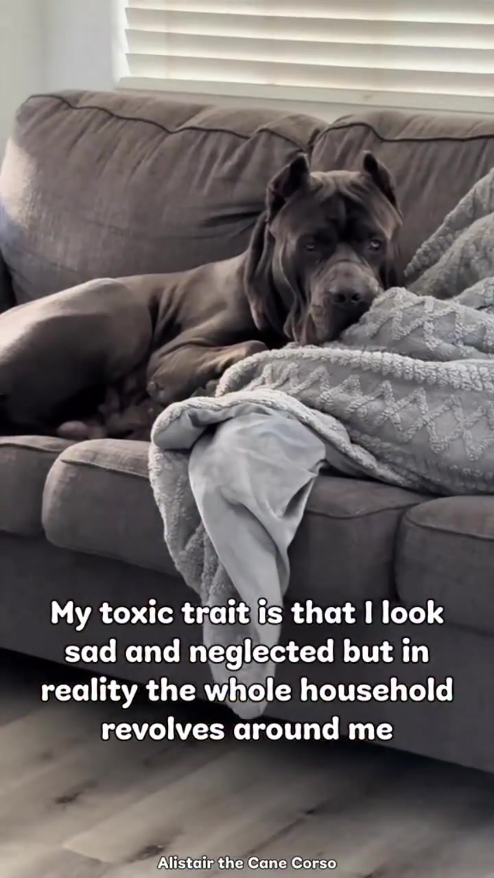 @Alistair the Cane Corso