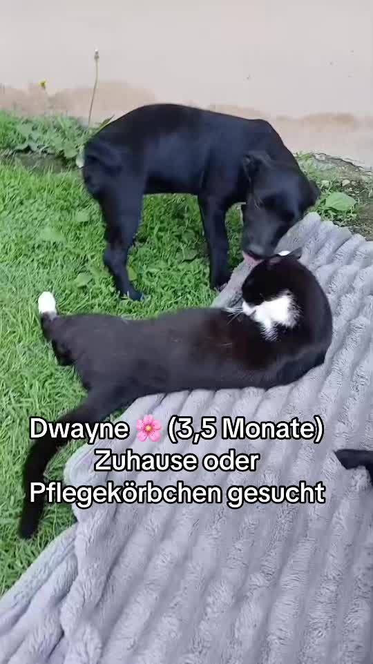 @Ankerhunde e.V.