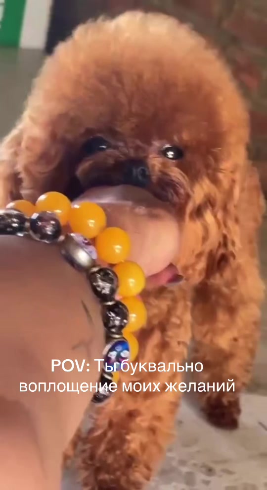@Yorkie Maltipoo ShihTzu Teddy