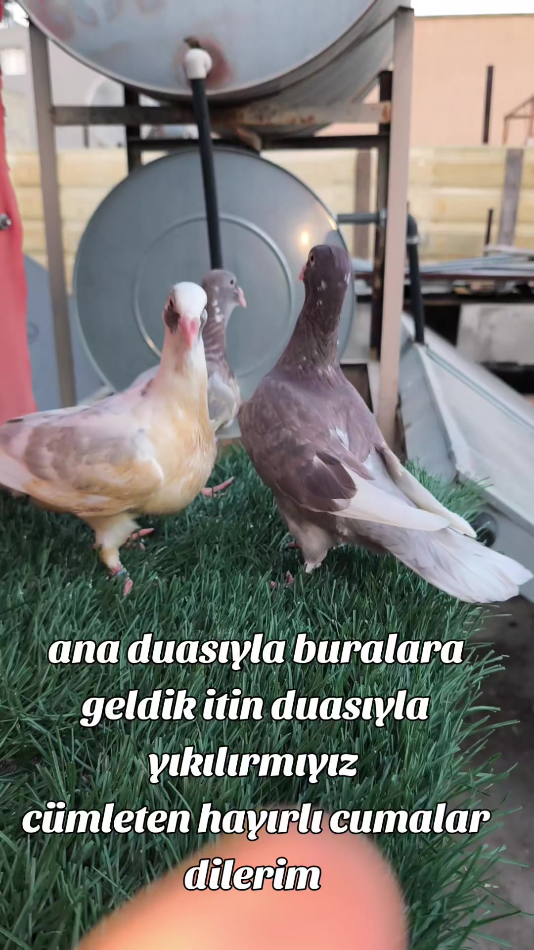 @0163Adanabatarkusu_federasyonu