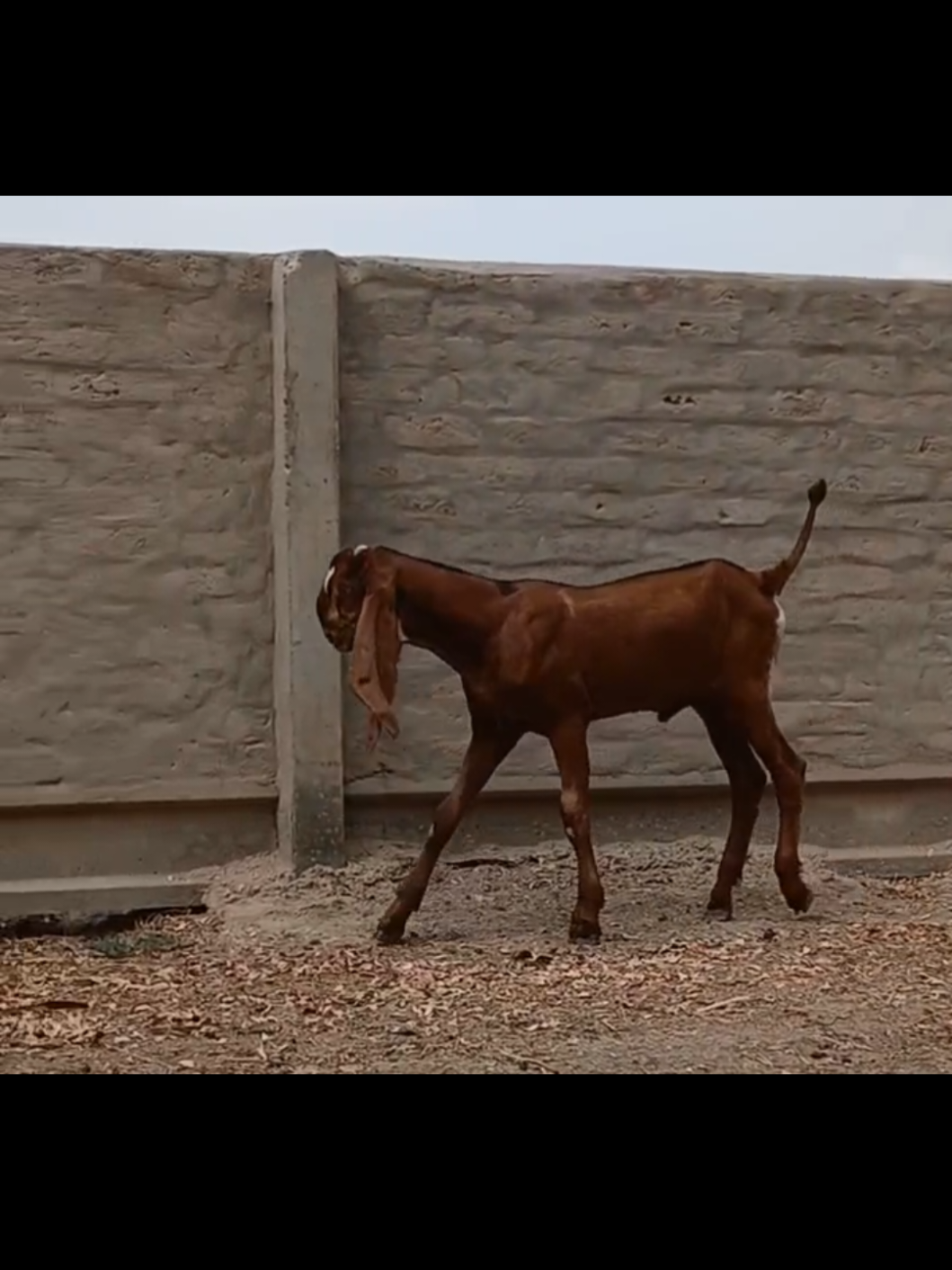 @Babu Pathan Goat Farm