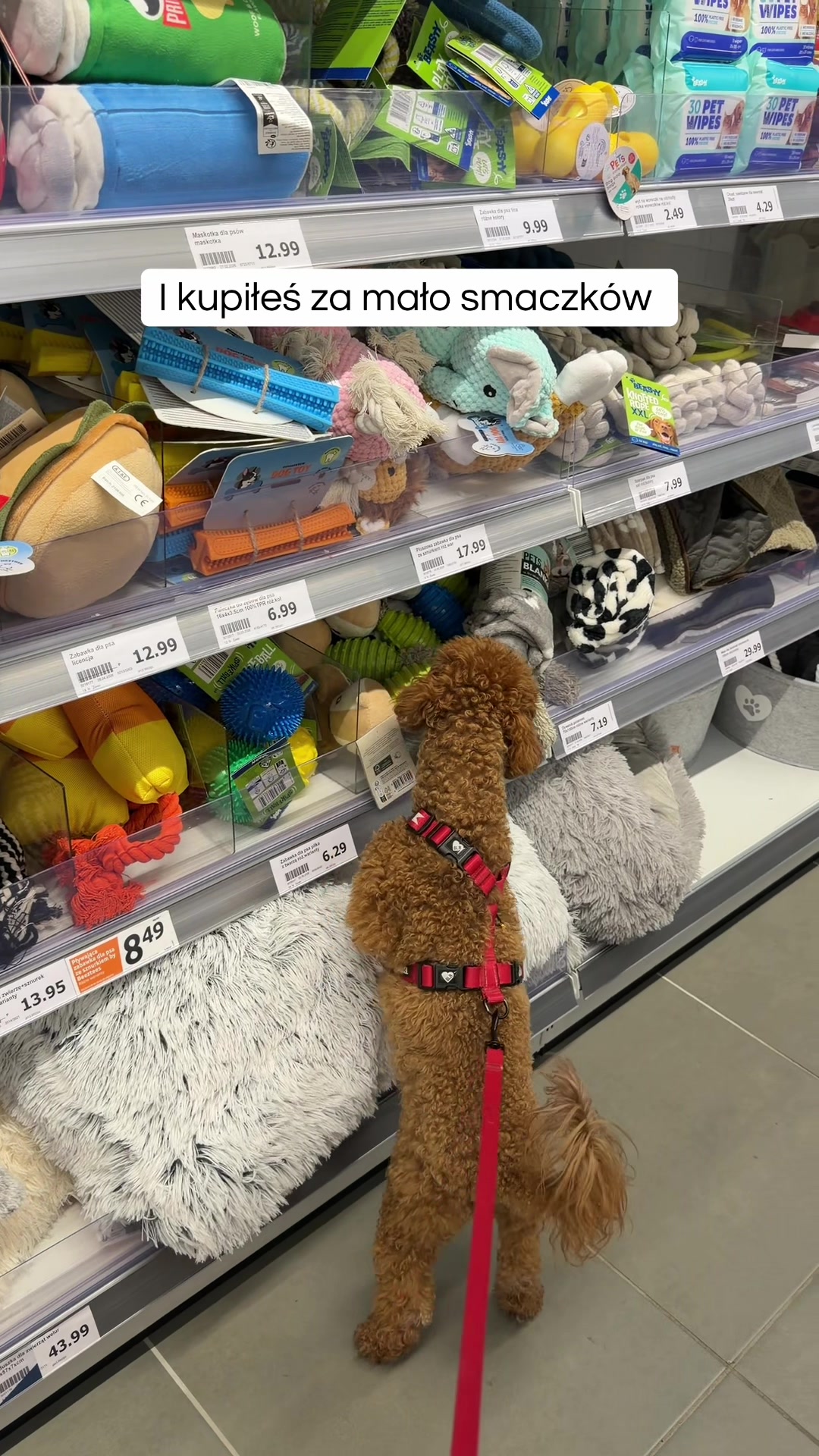 @Benni 🐾 IG: benni_toypoodle