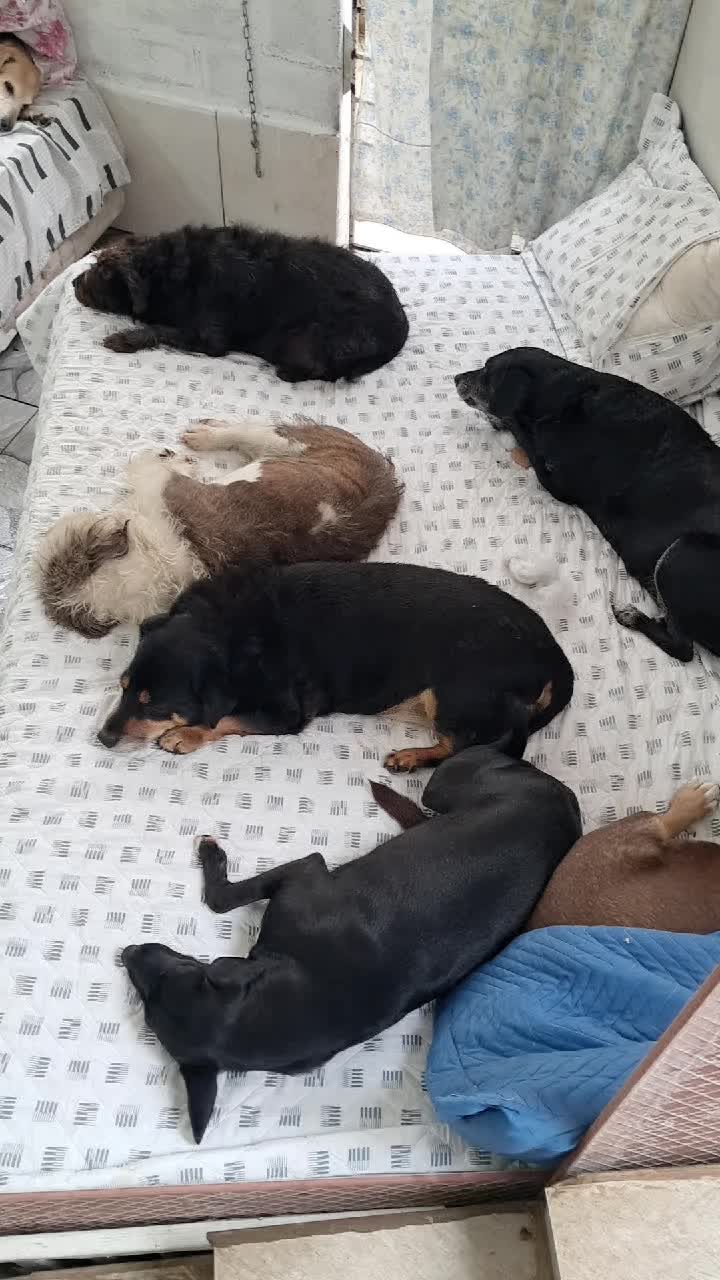 @Ismael e sua AuAuCreche 🐶💖
