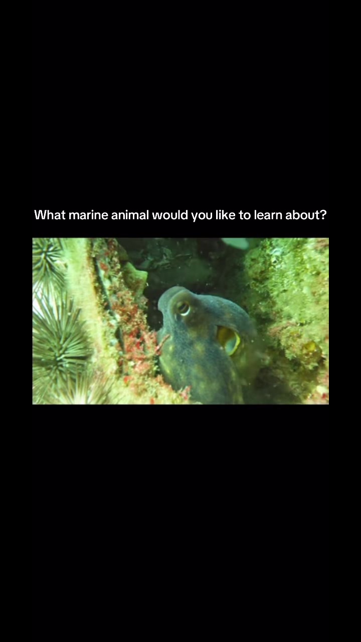 @Your Ocean BFF & Fun Facts🪼