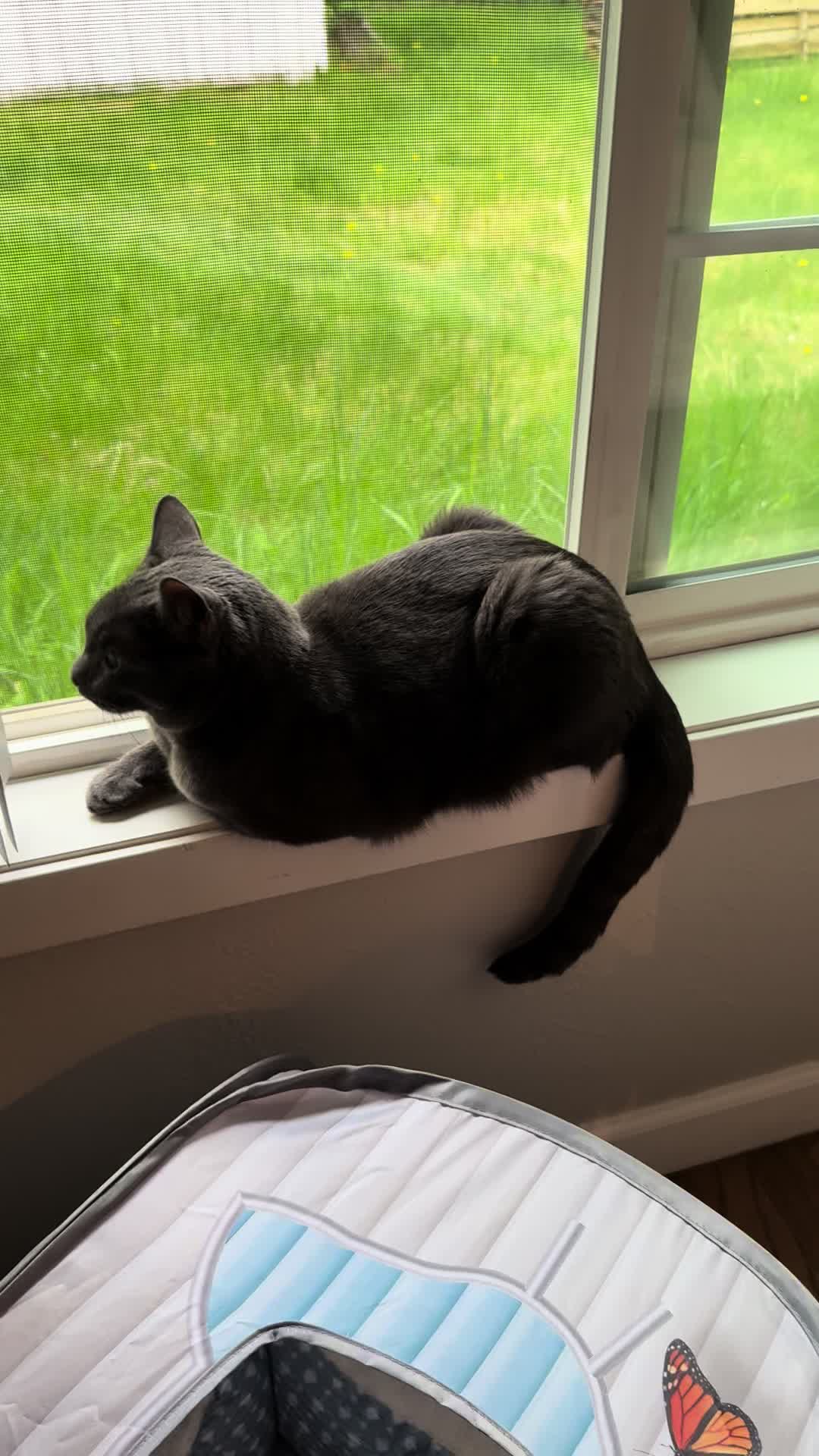 @KrazyKatz