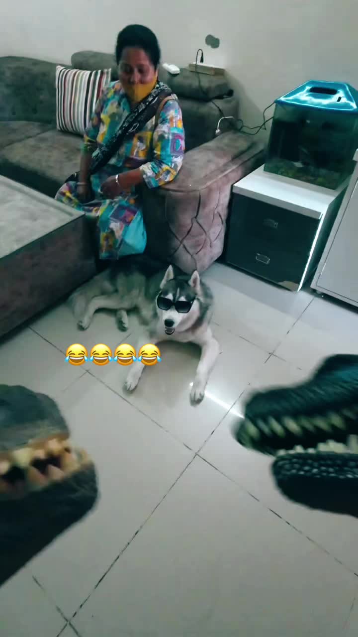 @dogalerthub
