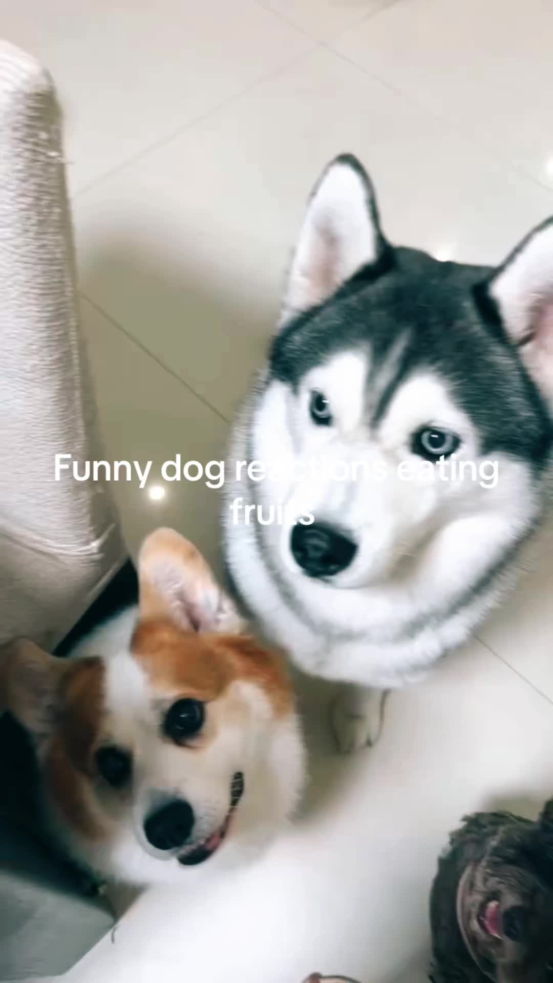 @dogalerthub