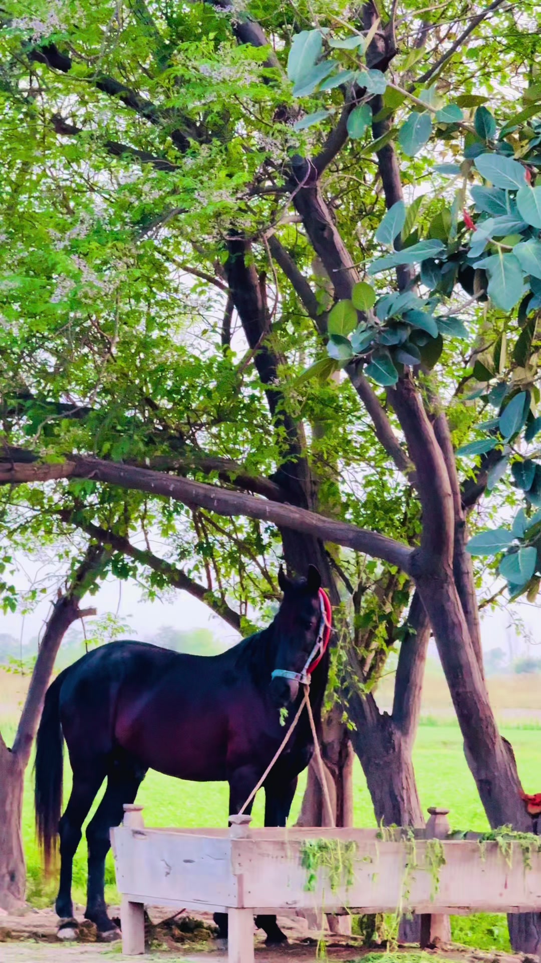 @مہر عبدالرحمن ڈاہر⚜️