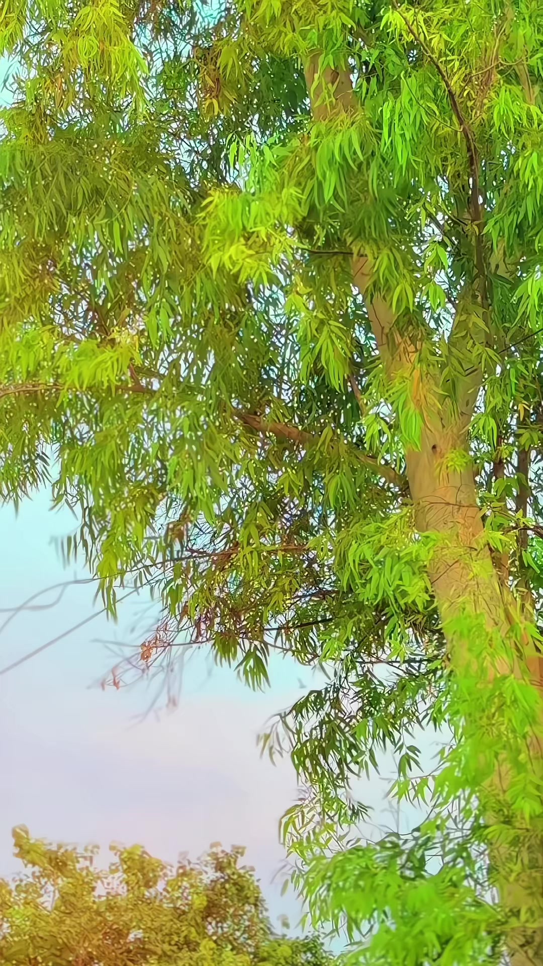 @🥀شيبی✍️