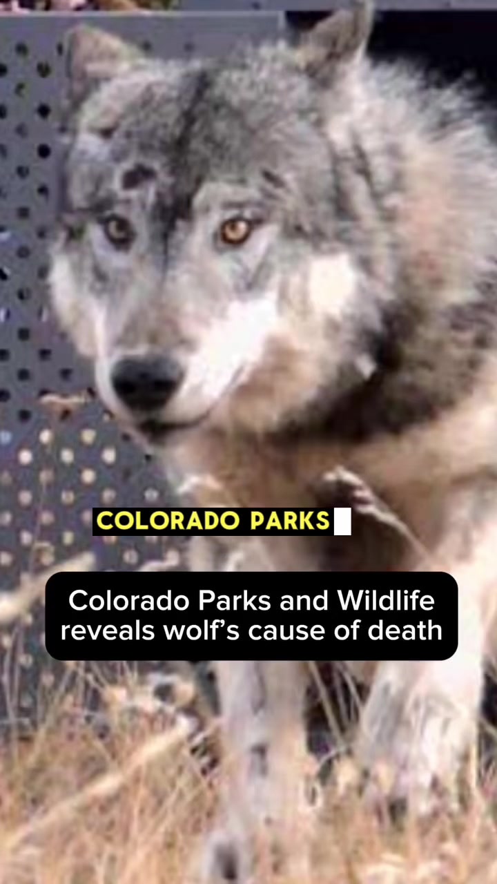 @ApexWolves