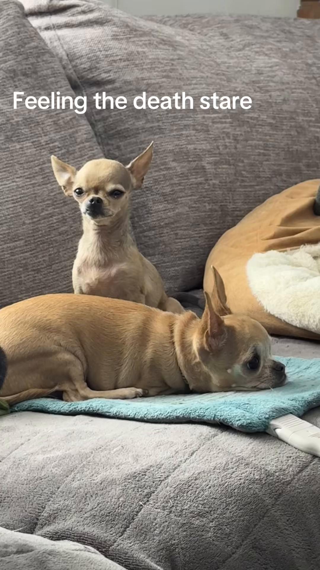@Dog saver 8