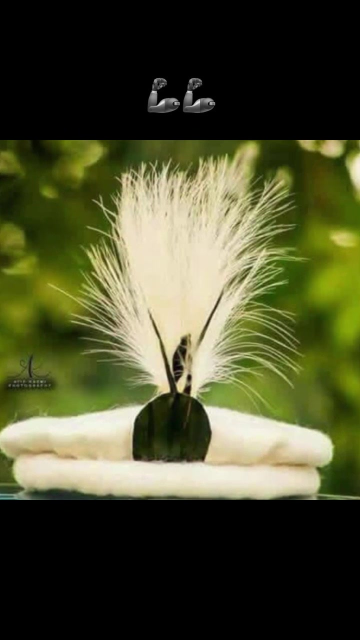 @اسد بابر