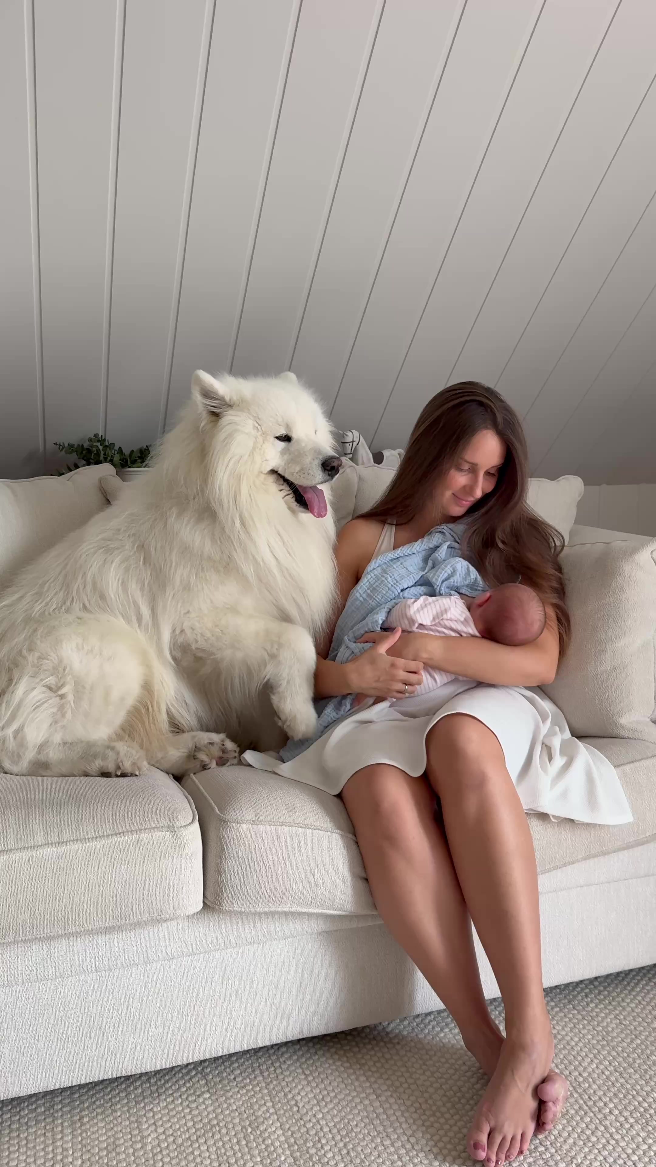 @wanderlust_samoyed
