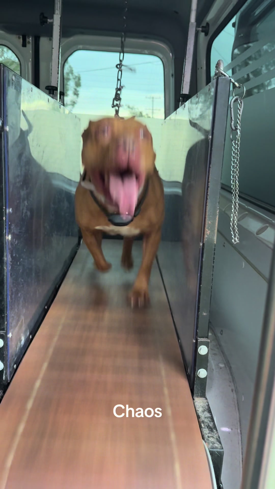 @Canine Conditioning