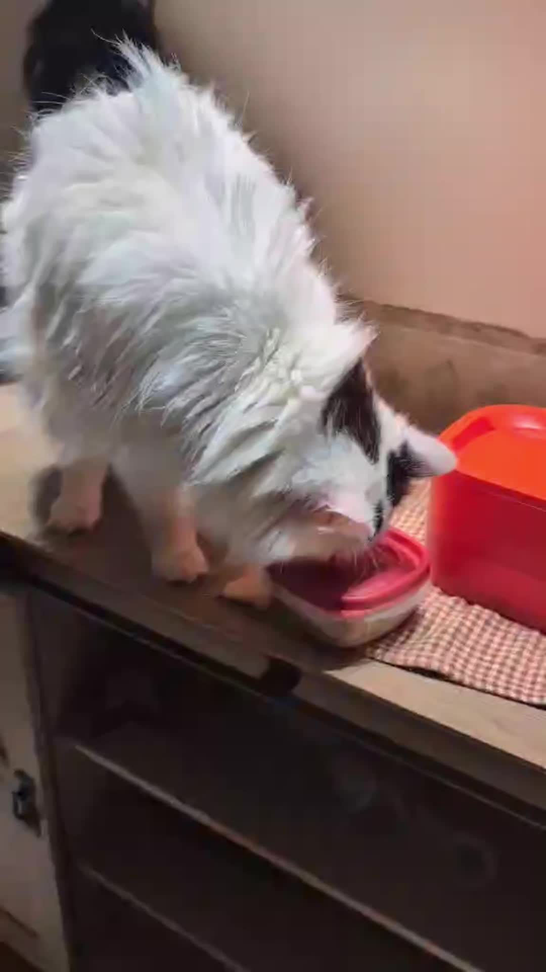 @HopesDreamRescue