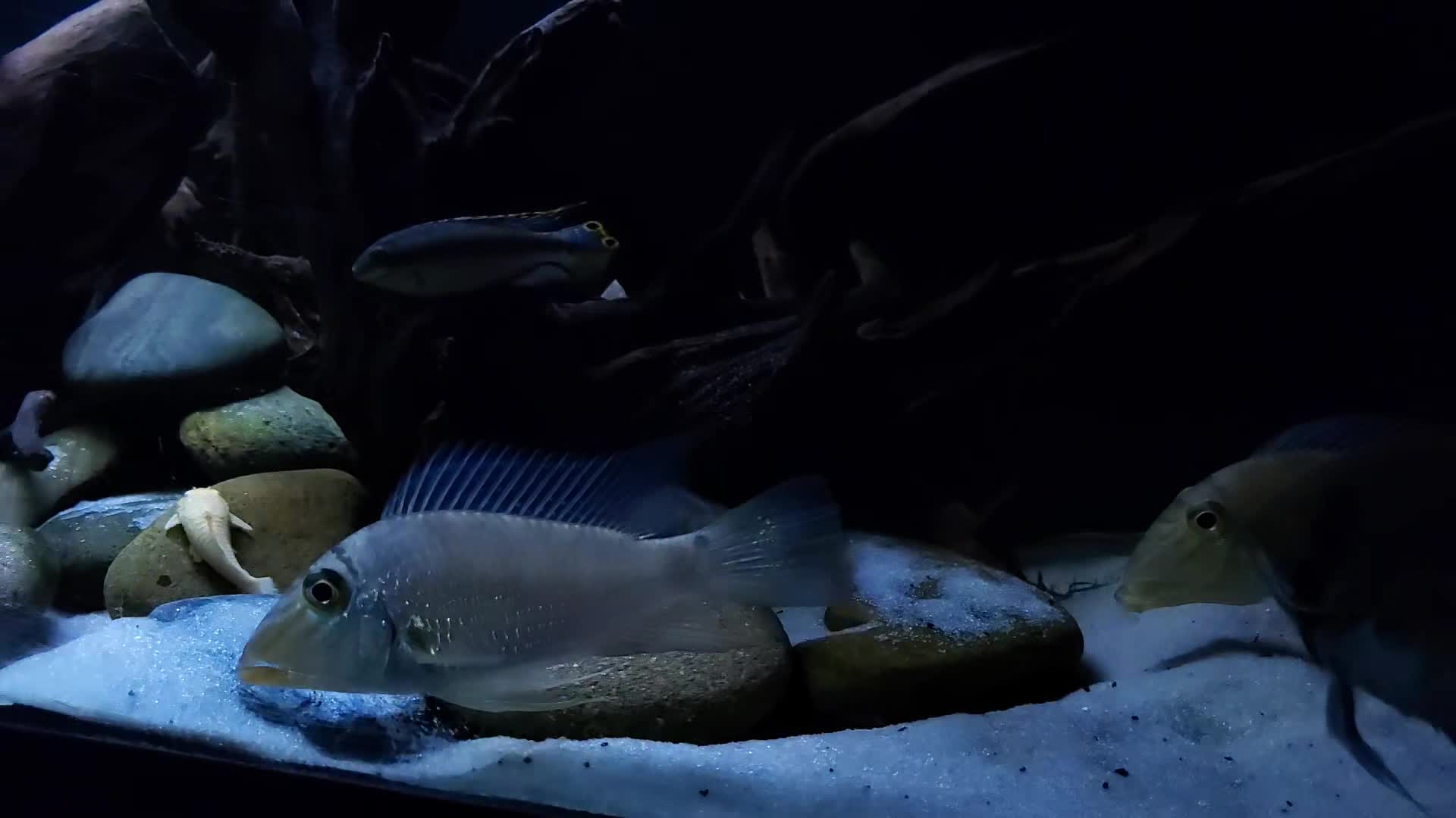 @Dave's Aquatics